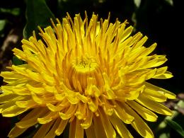 sunny dandelion 